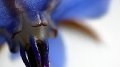 Macro lens
